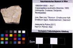 Foto (Objket + Etiketten) von Cracensigillatus acutirostris (Moericke, 1889) 